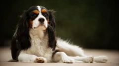 Kavaler-king charles spaniel